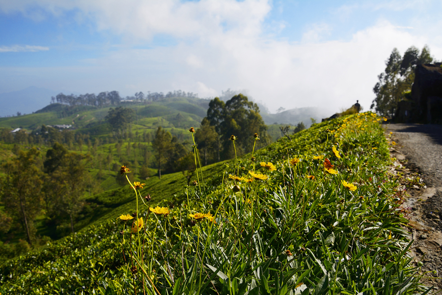 LIPTON'S SEAT, SRI LANKA LIPTON'S SEAT, SRI LANKA