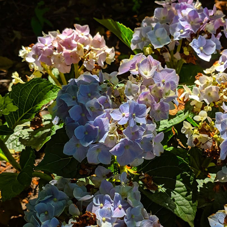 image of a hydrangea with its pink blooms in close-up