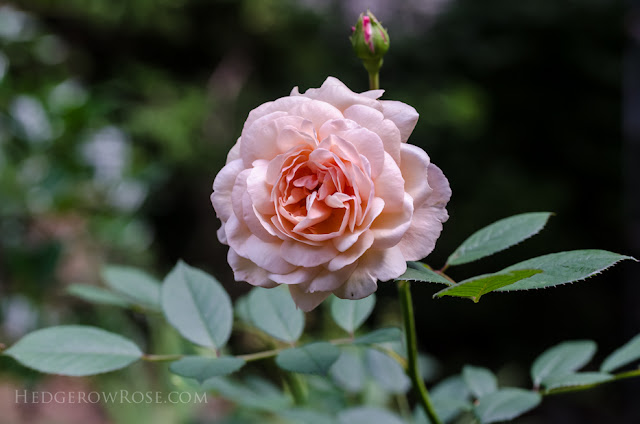 A Shropshire Lad, Roses, David Austin, Hedgerow Rose