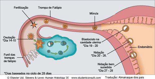 Ciclo Mater-infantil: Nidação