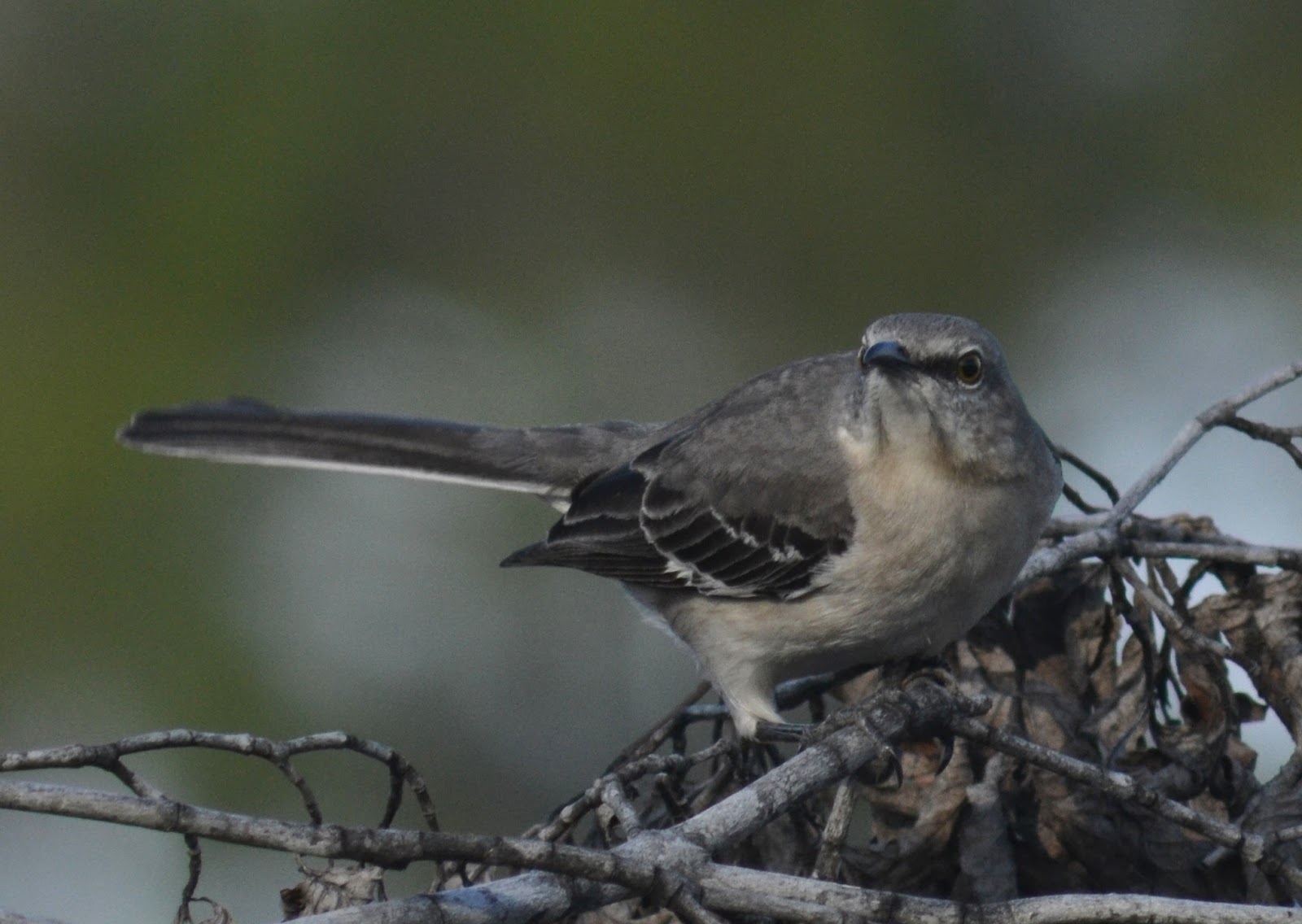Simon and Sara's Birding Adventures: Birding in Georgia
