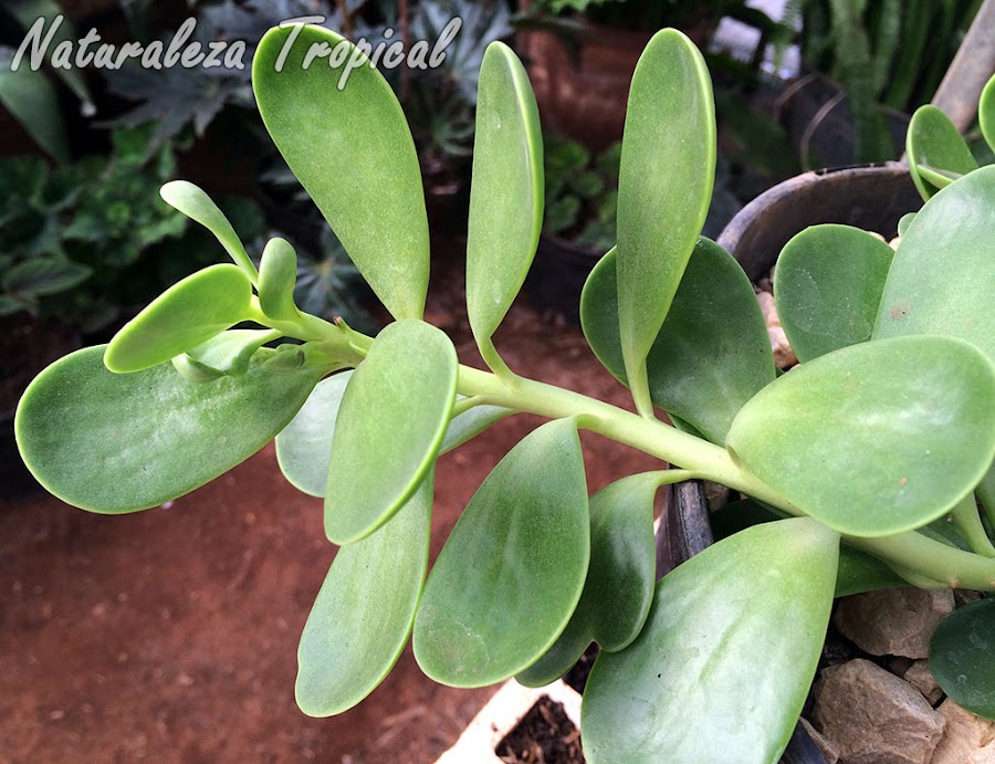 Detalle de las hojas de la planta Kleinia petraea o Senecio jacobsenii