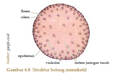 Perbedaan Batang Dikotil dan Monokotil - Soal Ipa Ips