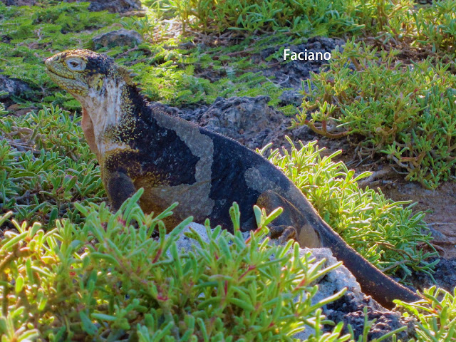 Galapagos加拉巴哥,法姿優乾洗頭乾洗髮