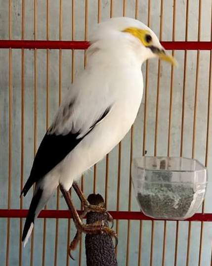 Zona Tips Indonesia Solusi Mudah Memilih Anakan Burung Jalak