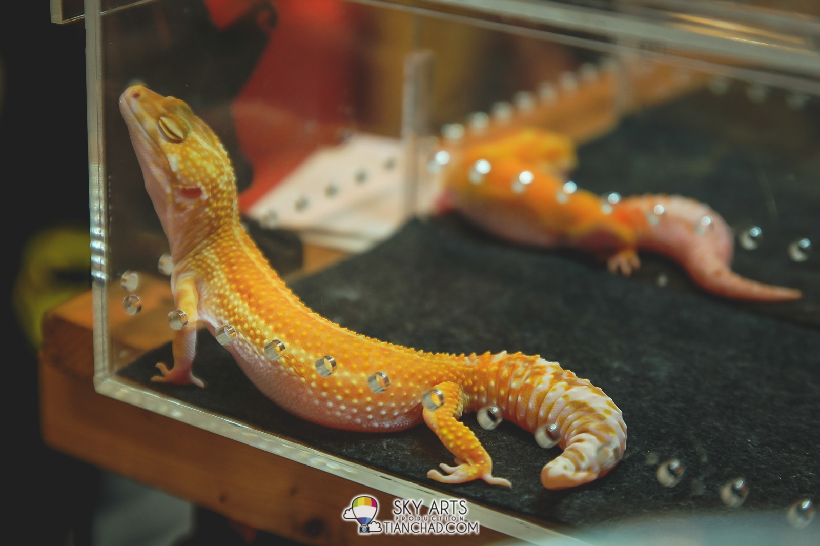 Colorful Yellow-Orange Gecko
