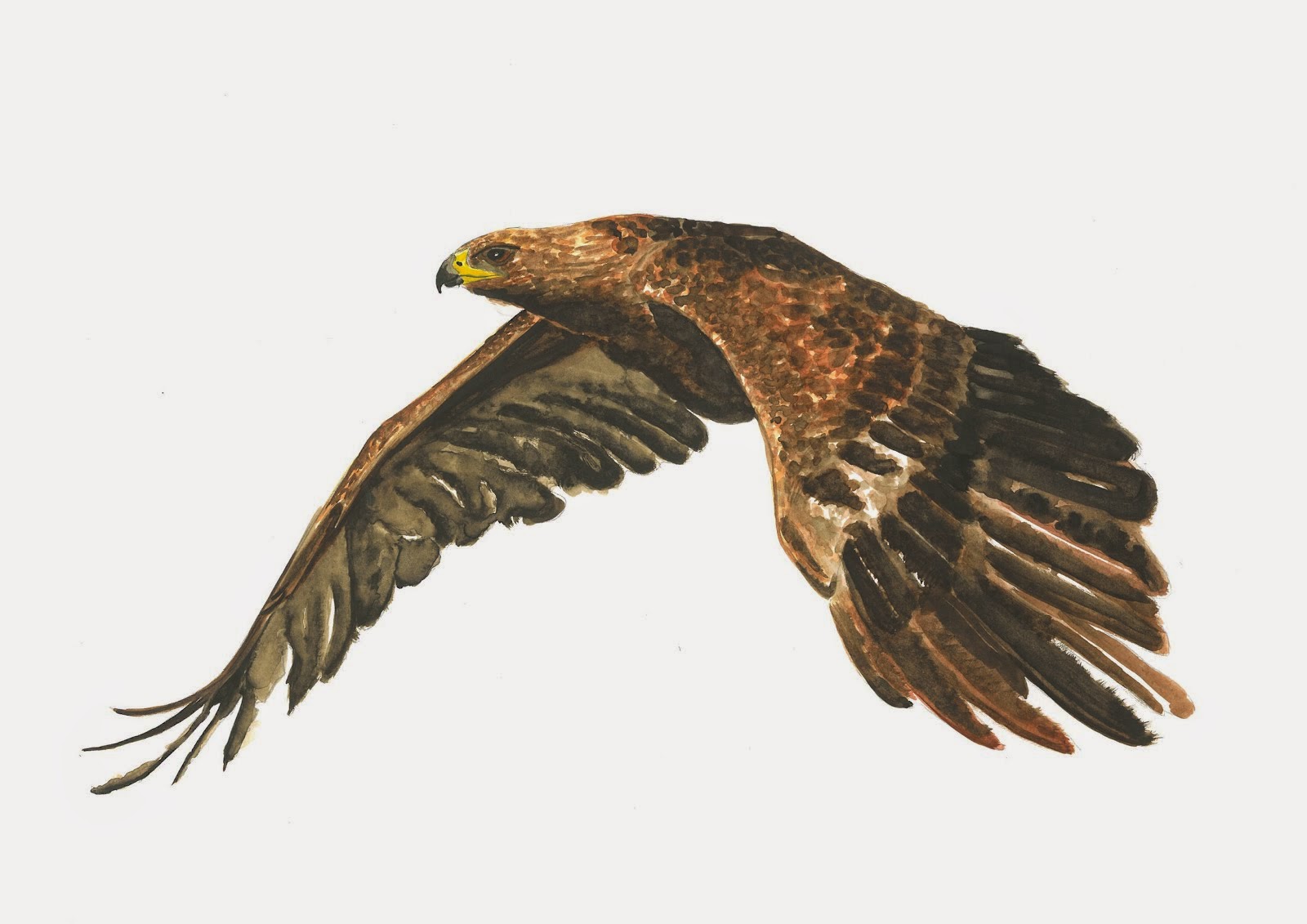 Águila dorada (Aquila chrysaetos) - Santiago Morilla