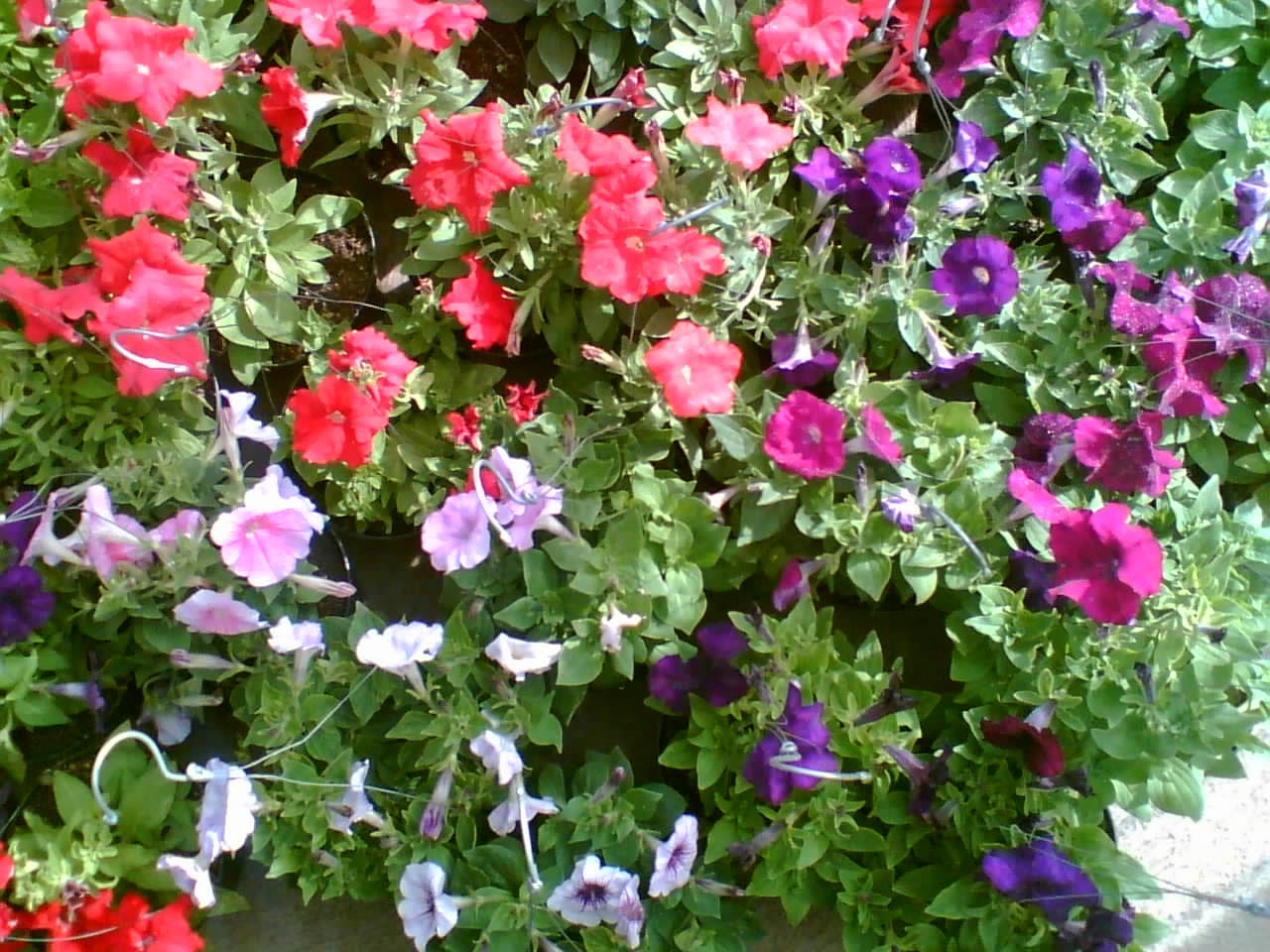 Петуния флоренция