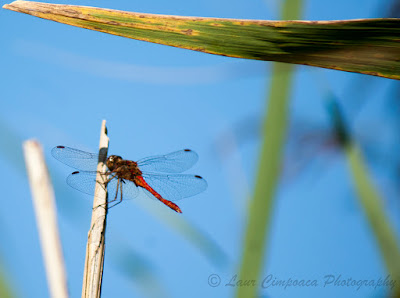 Libelula-Dragonfly-Anisoptera-Großlibellen