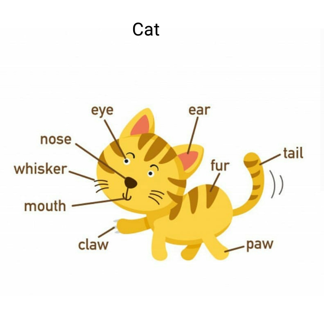 Cat Body Parts Diagram