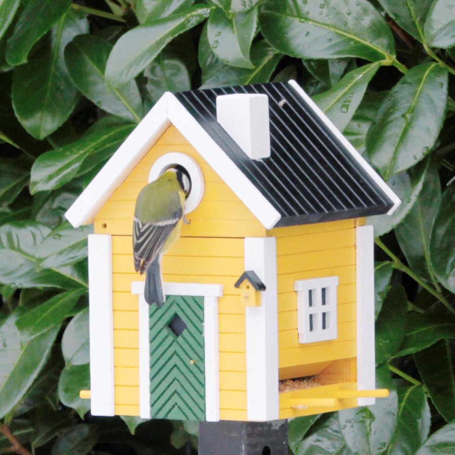 Bird In Everything Nesting Boxes Birds