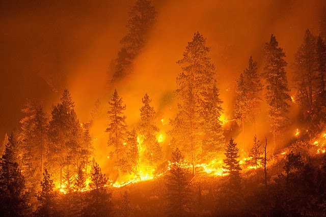 Penyebab Kebakaran Hutan  Serta Dampaknya Bagi Kehidupan