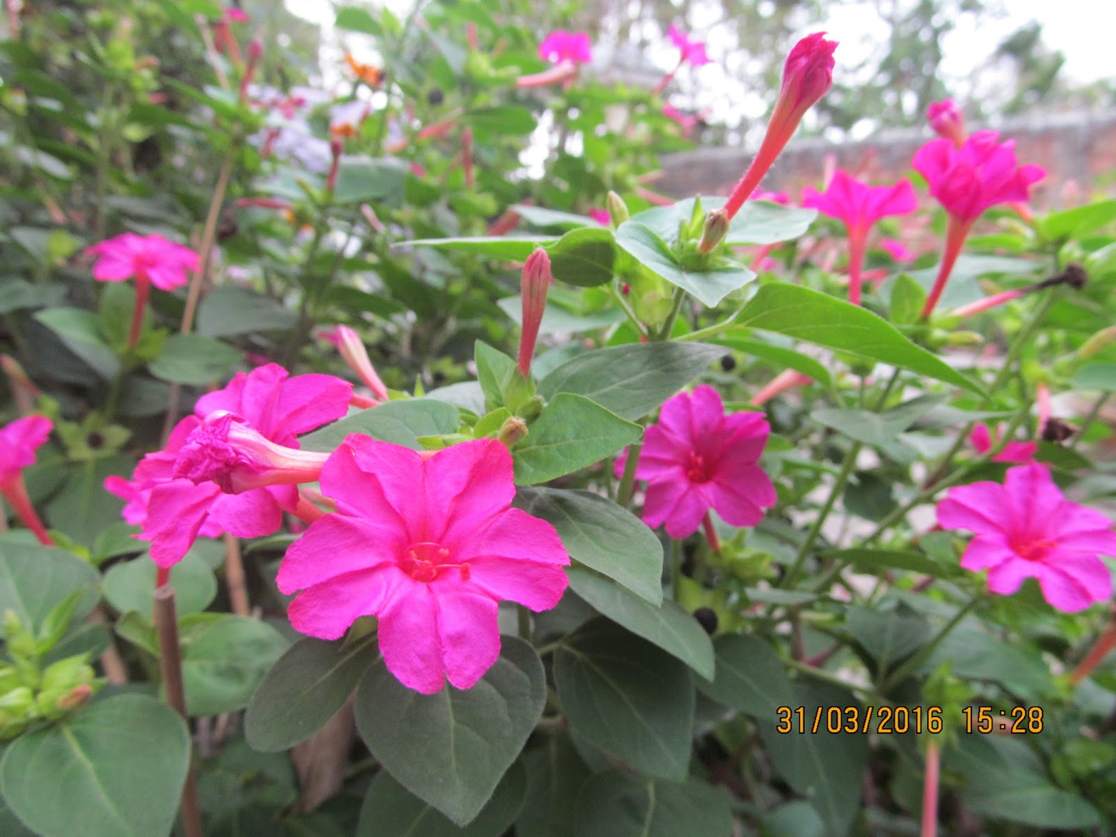 POINTS TO PONDER M for "Mirabilis jalapa (Four O'Clock Plant)"