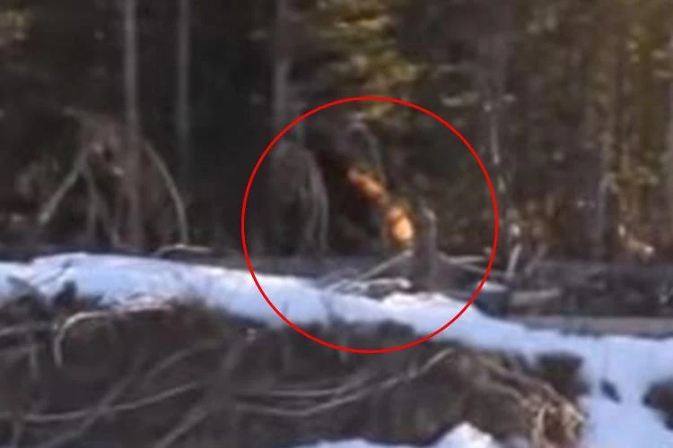 In Canada, they shot a video of a huge yeti (1)