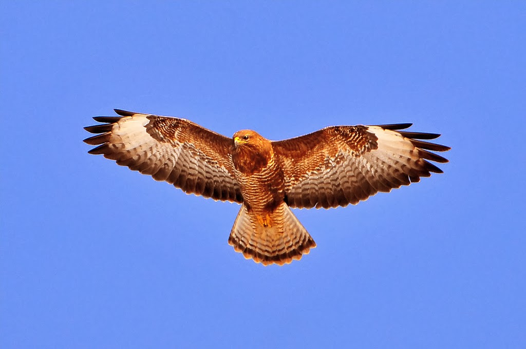 bird in flight
