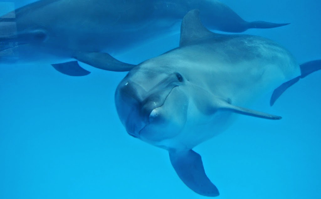 Delfines o cetaceos
