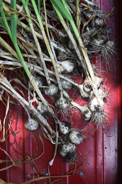 garlic, radio flyer, harvest, gardening, Anne Butera, My Giant Strawberry