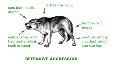 Aggressive Postures Puppy Engineer : 在了解你的狗之前,請先把牽繩繫上 (Before you know your dog, please put ...