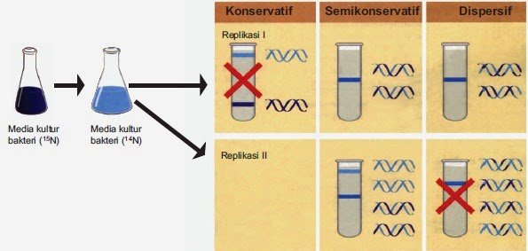 Replikasi DNA menurut Meselson dan Stahl