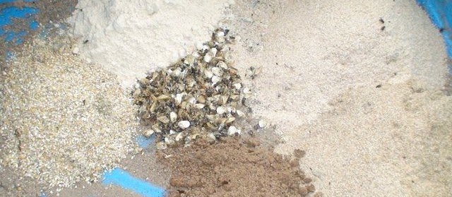 Bahan Baku Makanan Tambahan untuk Ikan