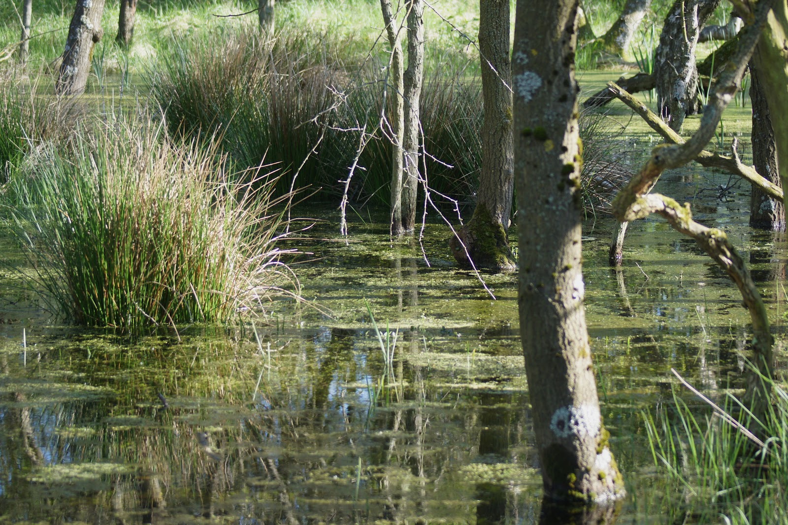 (AWD)....... AMSTERDAMSE WATERLEIDINGDUINEN: Waar De Blanke Top Der Duinen