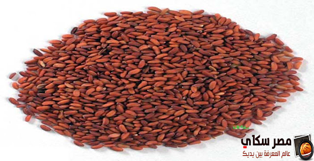 15 نبات هام ومفيد لصحة ونعومة الشعر الجزء الأول Useful plant for hair 15 نبات هام ومفيد لصحة ونعومة الشعر الجزء الأول Useful plant for hair