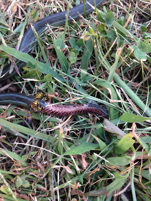 snake being eaten by wasps