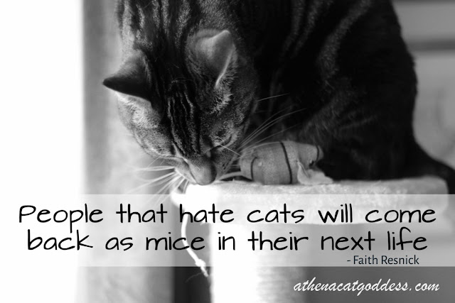 people that hate cats will come back as mice in their next life