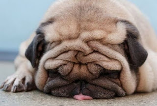 Napping in Delhi Metro | Canine Humor - Funny Pug