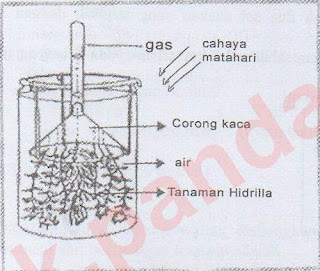 Pembahasan Soal Un Biologi Sma Paket 1 Soal No 31 Tahun Pelajaran 2016 2017 Blog Pak Pandani
