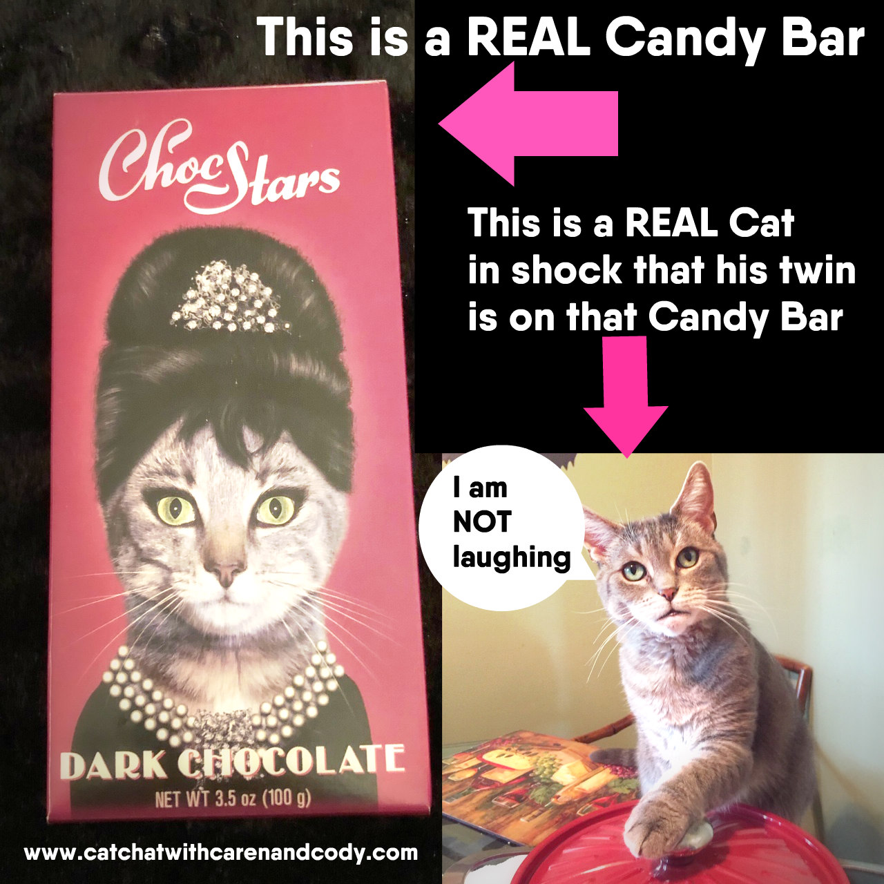 Cat Chat With Caren And Cody October 2018