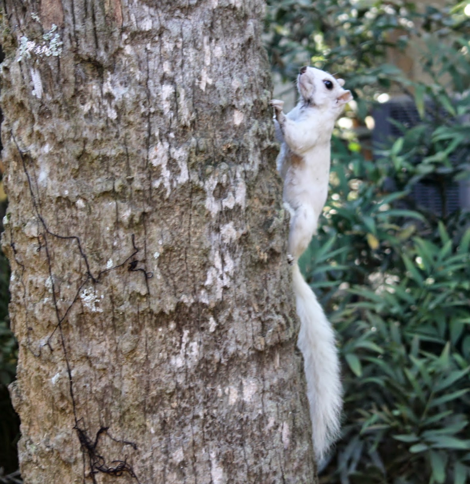 Best of Long Island and Central Florida White Squirrel