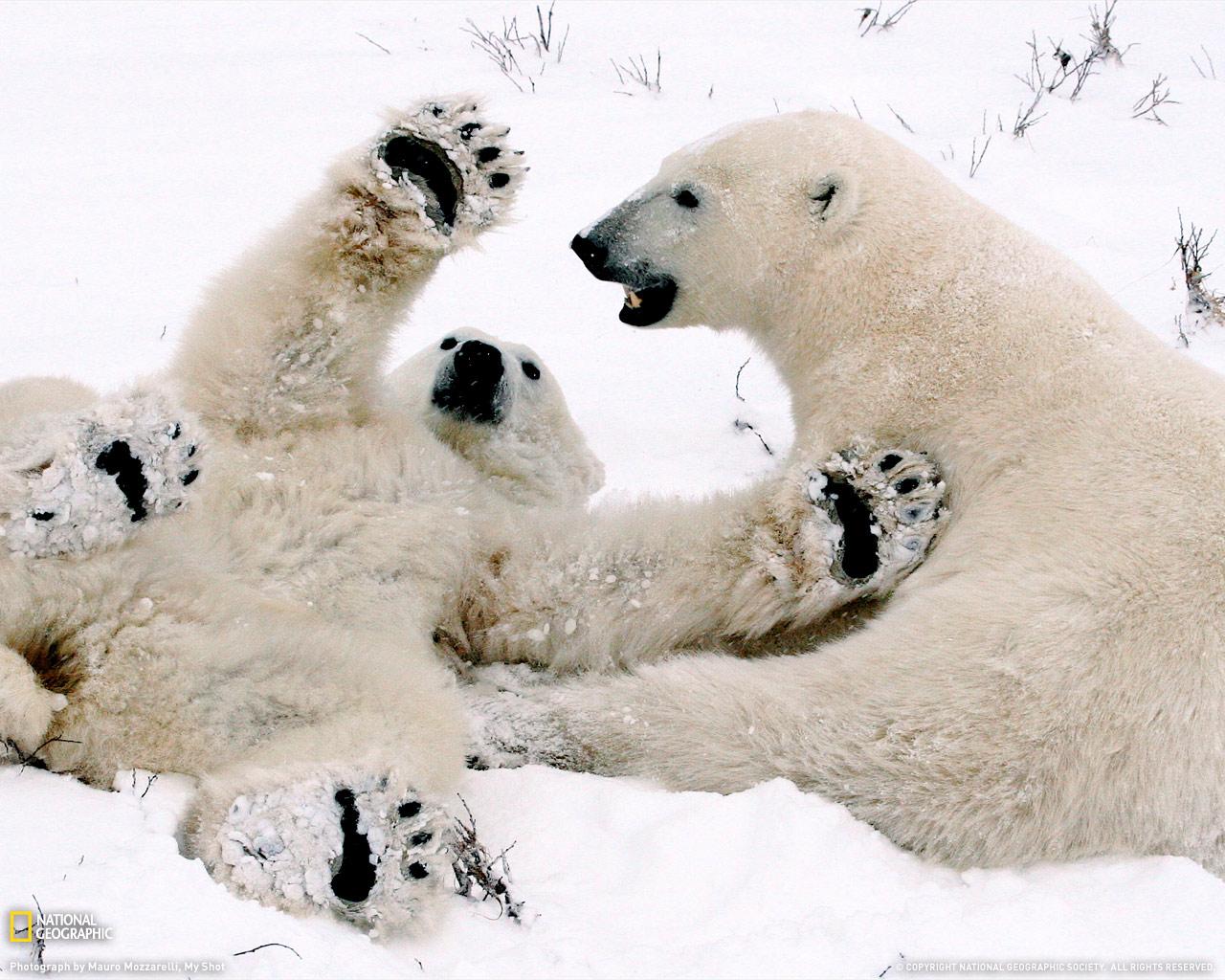 Amper Bae: Polar Bear Cubs Amper Bae: Polar Bear Cubs