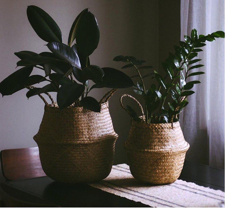 fort & field POTTING A FIDDLELEAF FIG IN A BASKET