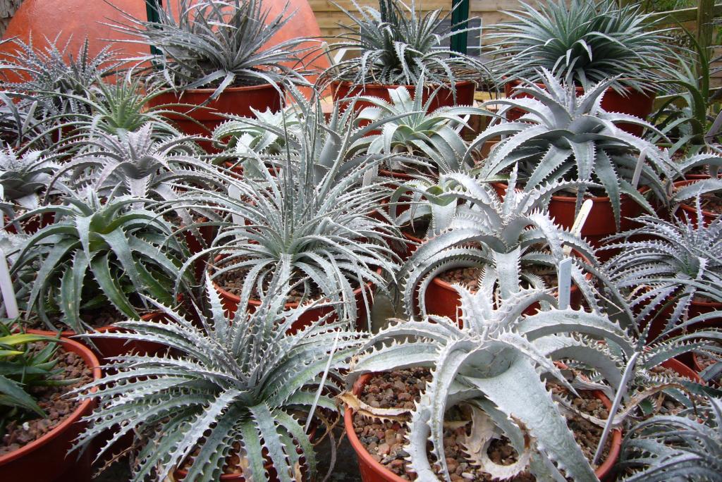 Spiky obsession Beautiful but deadly