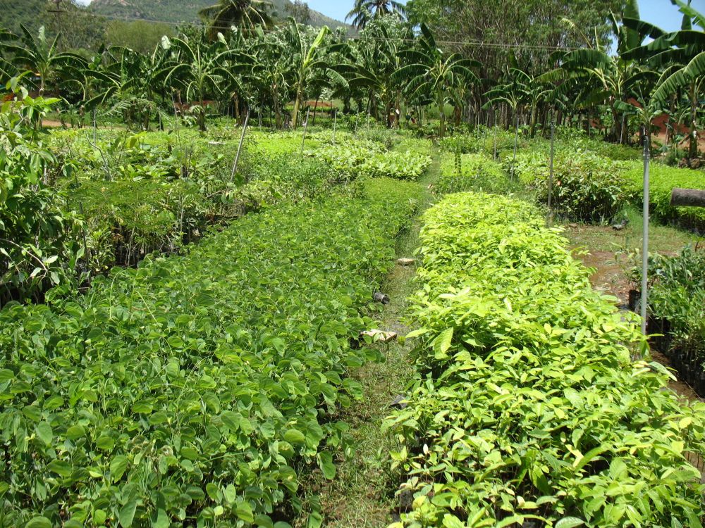 ARUNACHALA LAND Project Green Hands Nursery, Tiruvannamalai