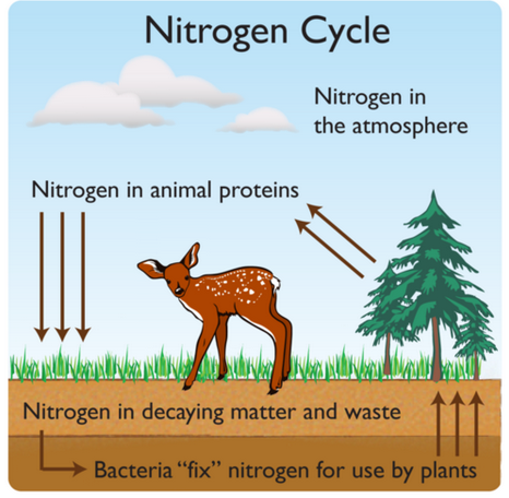 # 66 The nitrogen cycle | Biology Notes for A level