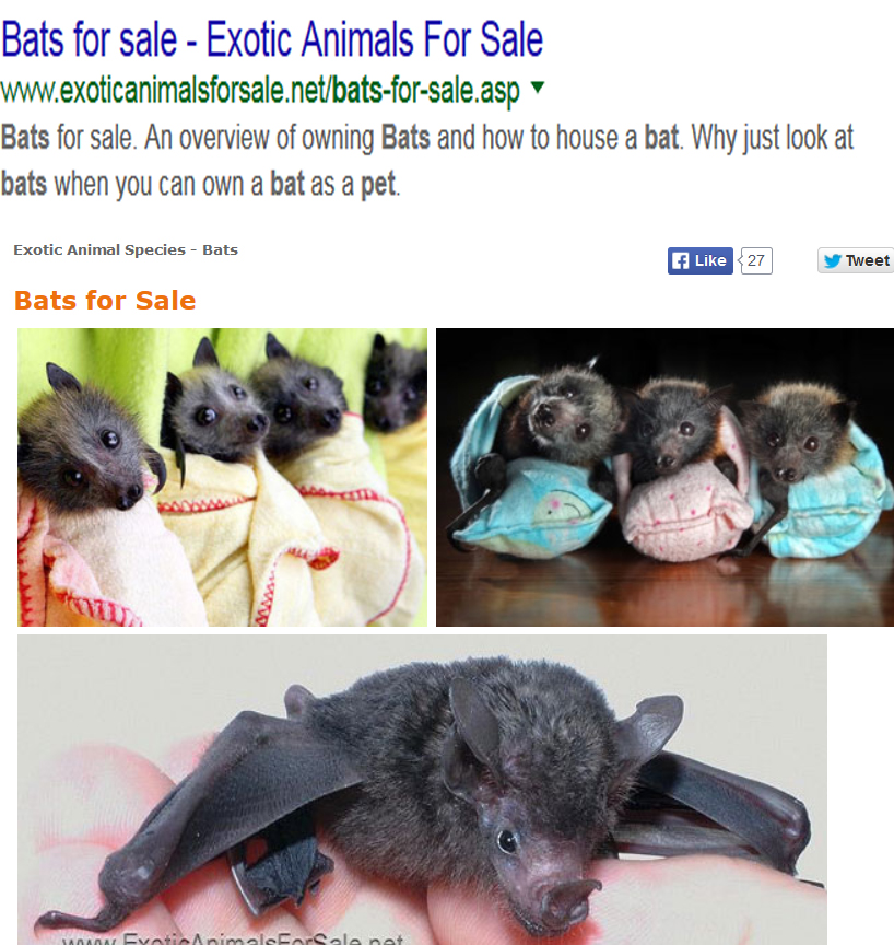 Pet Bats Exotic Animals For Sale BUYER BEWARE