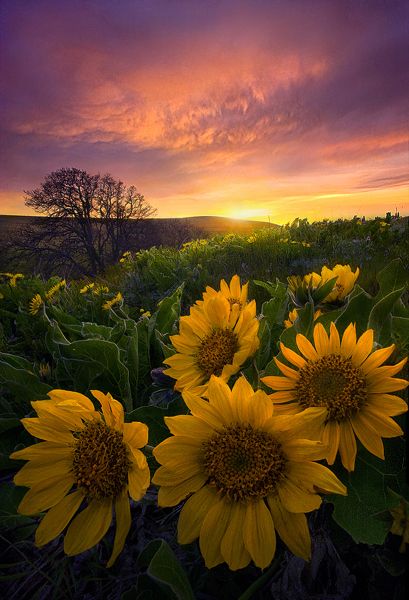 Autumn beautiful sunflowers wallpapers