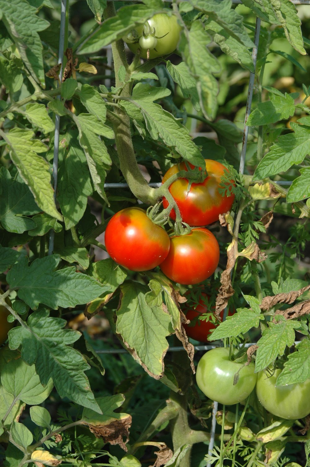 Roche Fleurie Garden Heirloom Tomato Review