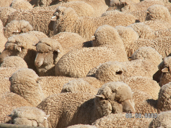 La cultura del rebaño