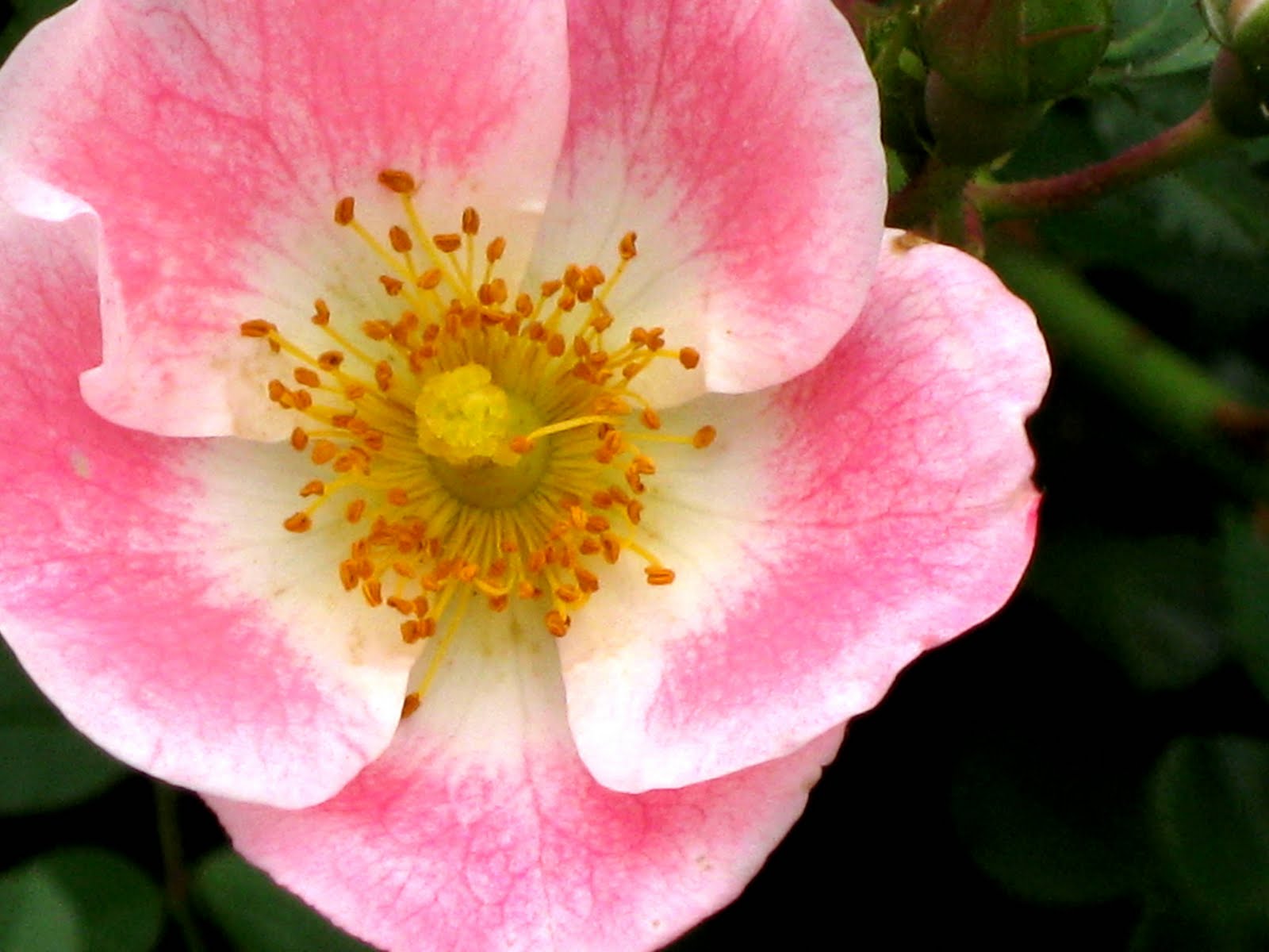 Photography is Truth School Flowers