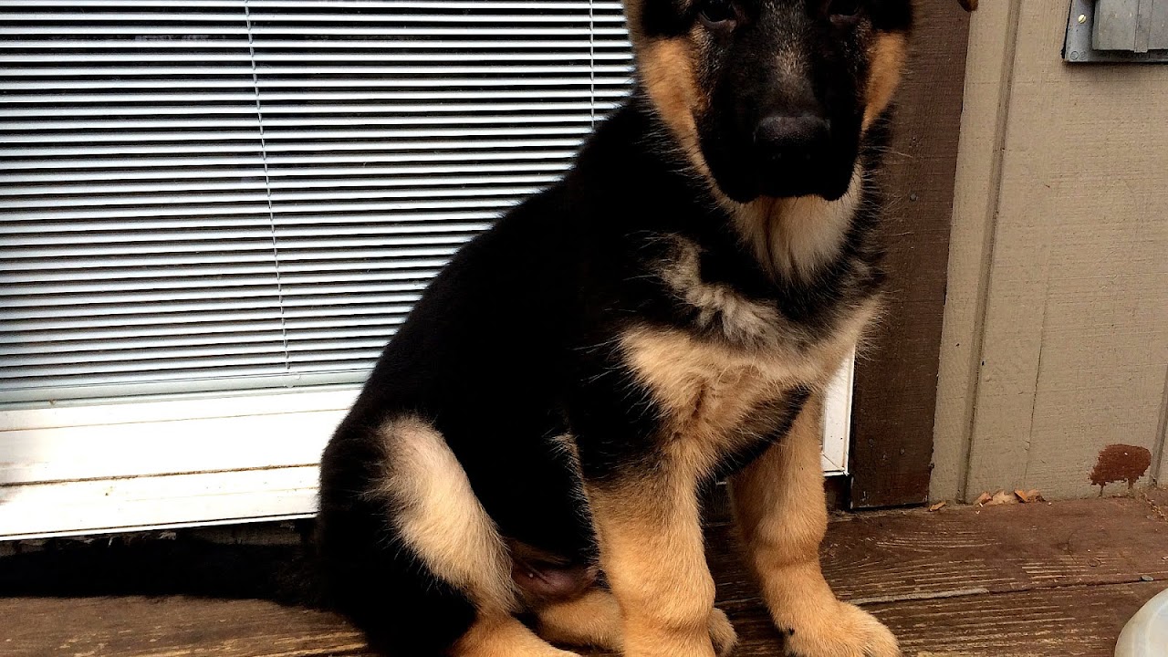 German Shepherd Puppies Lancaster Pa German Choices