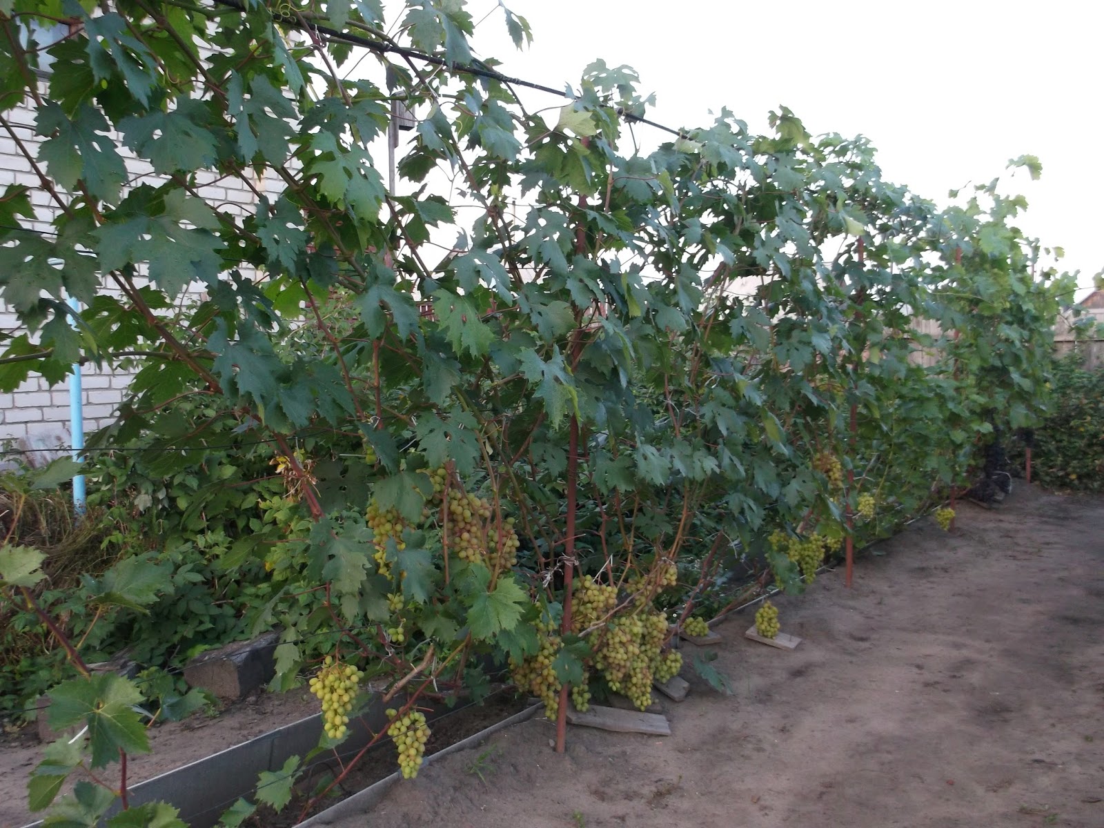 Цветы Винограда Фото