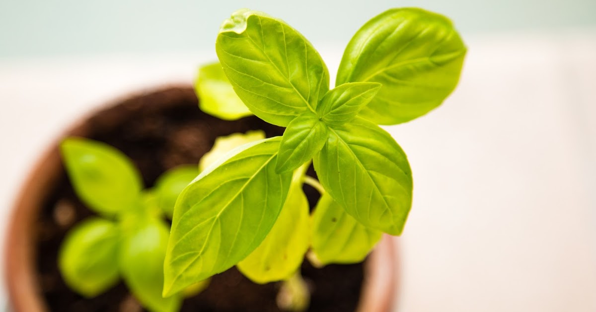 RivSea Wallpapers: Growth Plant Pot Wallpapers