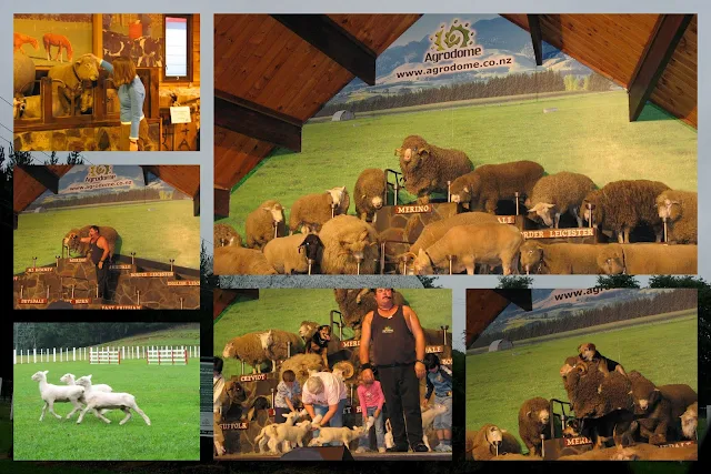 Sheep show at the Agrodome in New Zealand