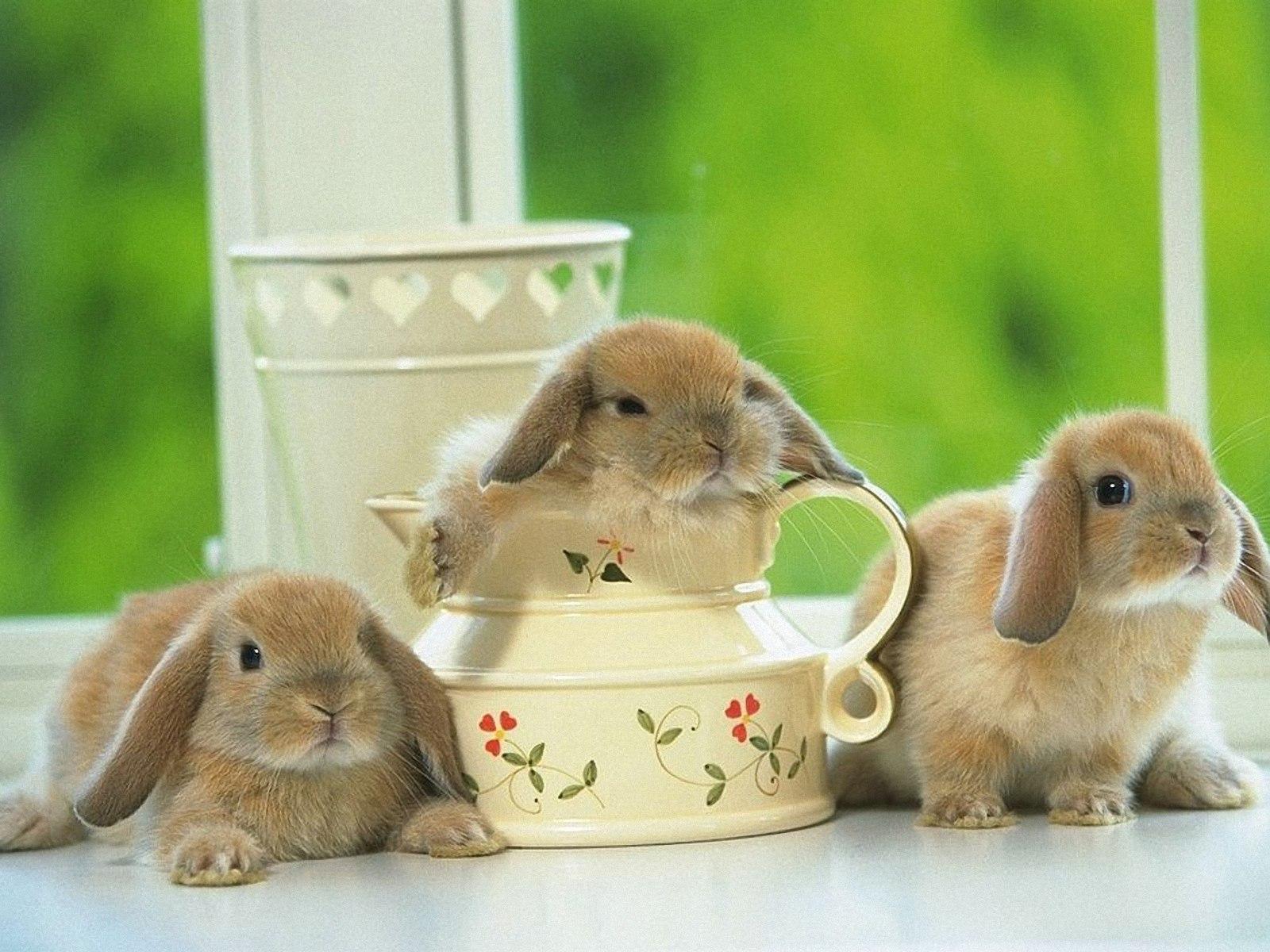 Зайчики и кролики фото