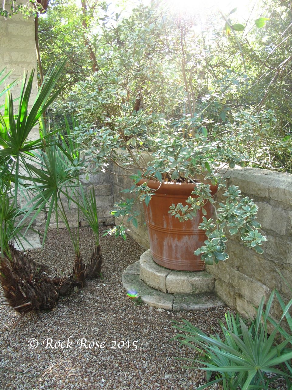 Plttosporum Tobira Pittosporaceae Japanese Pittosporum Benefits