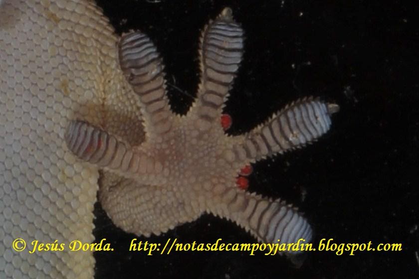 Notas de campo y jardín: Salamanquesas, o el subirse por las paredes