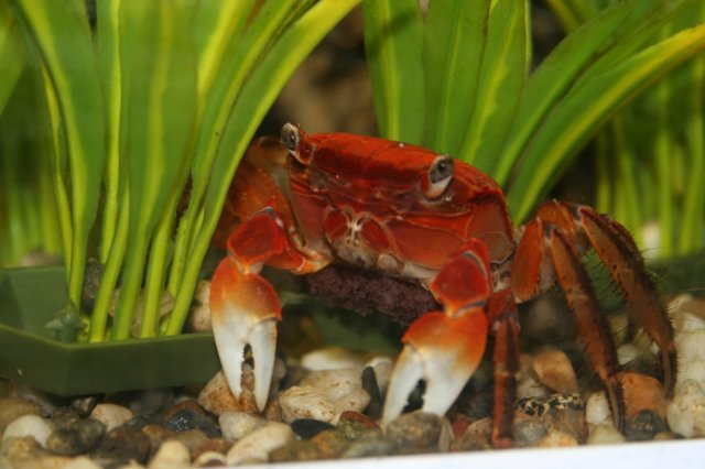 red crab fish tank